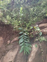 Zingiber anamalayanum