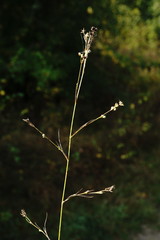 Bupleurum affine