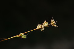Bupleurum affine
