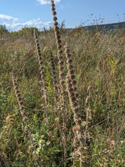 Stachys germanica