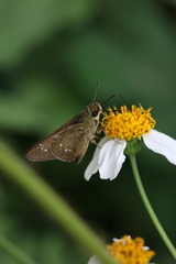 Borbo cinnara