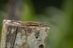 Sceloporus variabilis