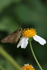Borbo cinnara