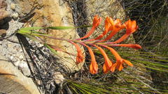 Watsonia schlechteri