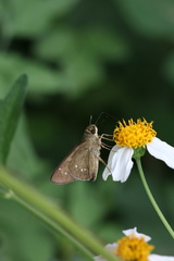 Borbo cinnara