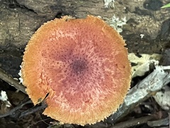 Gymnopilus aeruginosus