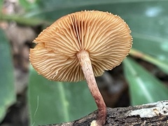 Gymnopilus aeruginosus