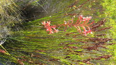Watsonia fourcadei