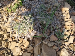 Thelocactus rinconensis nidulans