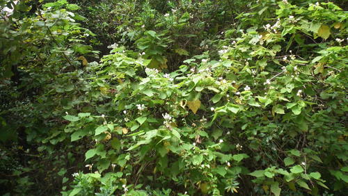 Sparrmannia africana