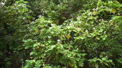 Sparrmannia africana