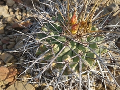 Thelocactus rinconensis nidulans
