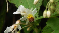 Sparrmannia africana