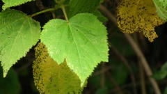 Sparrmannia africana