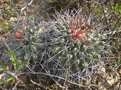 Thelocactus rinconensis nidulans