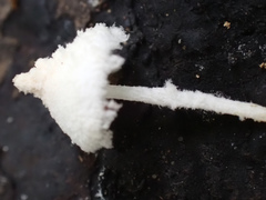 Cystolepiota pulverulenta