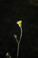 Crepis foetida