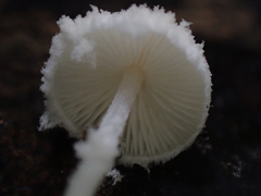 Cystolepiota pulverulenta