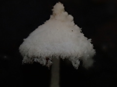 Cystolepiota pulverulenta