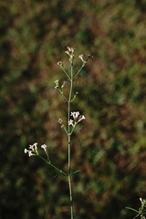 Asperula tenella