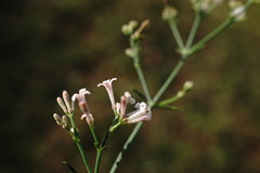 Asperula tenella