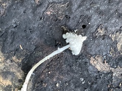 Cystolepiota pulverulenta