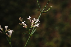 Asperula tenella