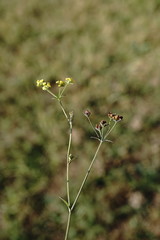 Bupleurum marschallianum