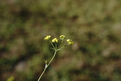 Bupleurum marschallianum