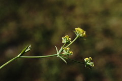 Bupleurum marschallianum