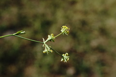 Bupleurum marschallianum
