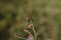 Bupleurum marschallianum