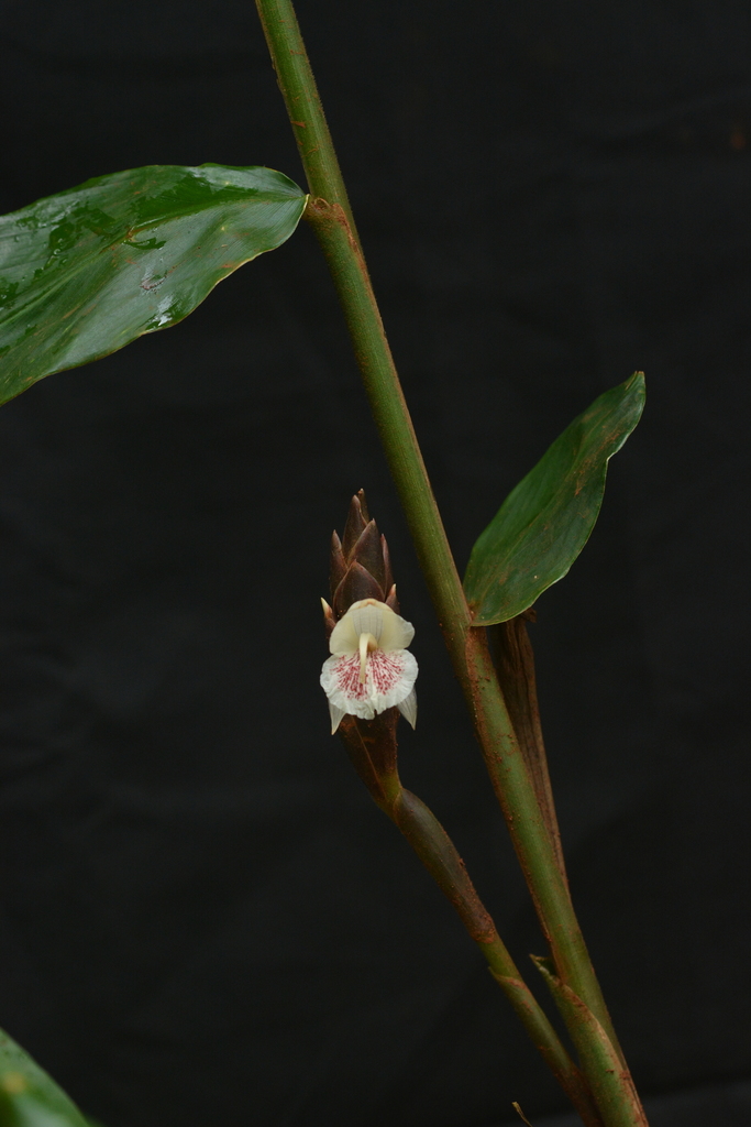 Zingiber anamalayanum