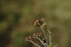 Bupleurum marschallianum