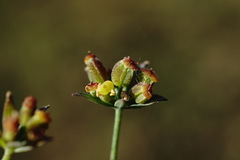 Bupleurum marschallianum