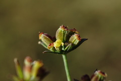 Bupleurum marschallianum