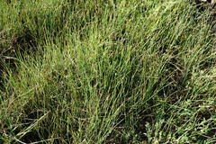 Eleocharis mitracarpa