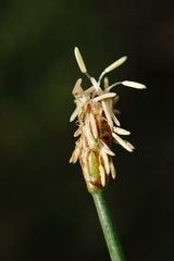 Eleocharis mitracarpa