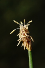 Eleocharis mitracarpa