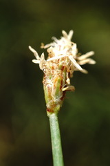 Eleocharis mitracarpa