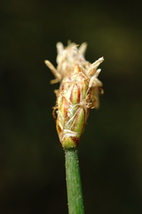 Eleocharis mitracarpa