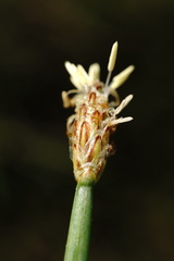 Eleocharis mitracarpa