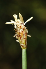 Eleocharis mitracarpa