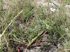 Pelargonium senecioides