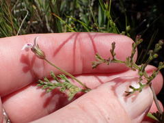 Pelargonium senecioides