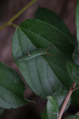 Hestina assimilis