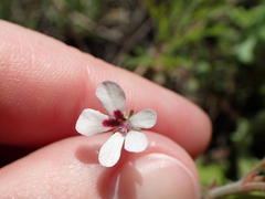 Pelargonium senecioides