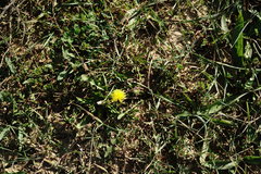 Taraxacum pseudomurbeckianum