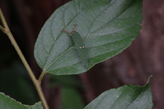 Hestina assimilis