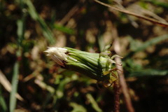 Taraxacum pseudomurbeckianum
